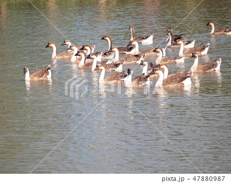 Flock of geese swimming on a pond 47880987