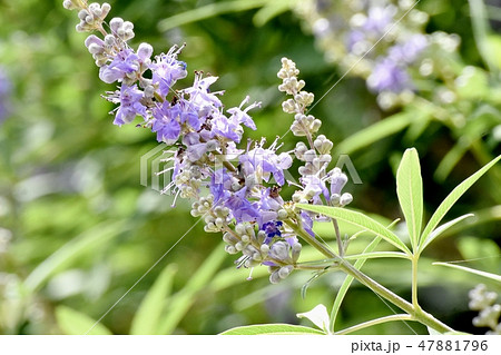 三鷹中原に咲く紫色のセイヨウニンジンボクの花 三鷹中原に咲く紫色のセイヨウニンジンボクの花 47881796
