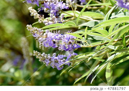 三鷹中原に咲く紫色のセイヨウニンジンボクの花 三鷹中原に咲く紫色のセイヨウニンジンボクの花 47881797