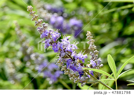 三鷹中原に咲く紫色のセイヨウニンジンボクの花 三鷹中原に咲く紫色のセイヨウニンジンボクの花 47881798