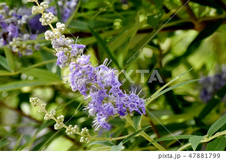 三鷹中原に咲く紫色のセイヨウニンジンボクの花 三鷹中原に咲く紫色のセイヨウニンジンボクの花 47881799