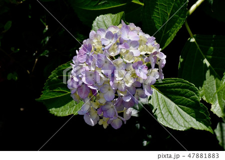 三鷹中原に咲く薄紫色のアジサイの花 47881883