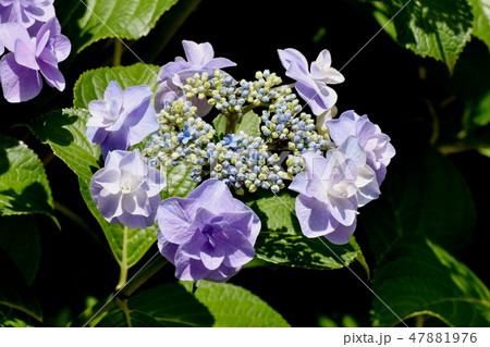 三鷹中原に咲く紫色のガクアジサイの花 三鷹中原に咲く紫色のガクアジサイの花 47881976