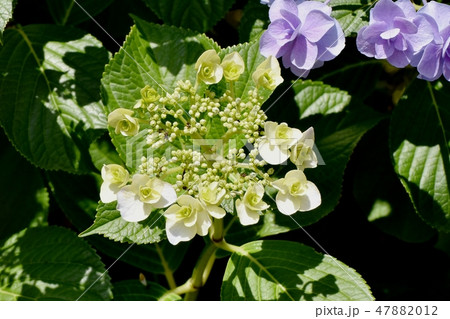 三鷹中原に咲く緑色のガクアジサイの花 47882012