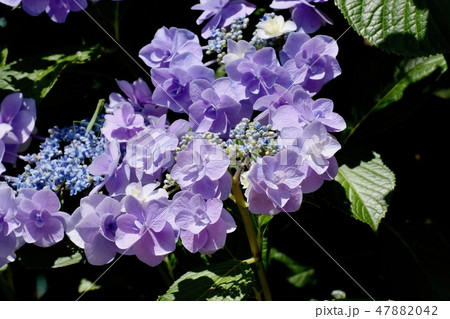 三鷹中原に咲く紫色のアジサイの花 三鷹中原に咲く紫色のアジサイの花 47882042
