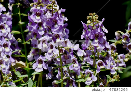 三鷹中原に咲く薄紫色のアンゲロニア 47882296