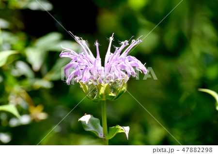 三鷹中原に咲く薄紫色のモナルダ 47882298