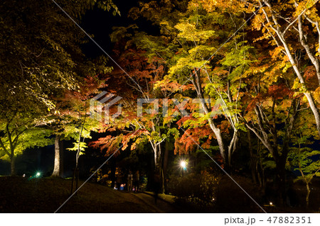 山中湖畔の紅葉まつり 山中湖畔の紅葉まつり 47882351