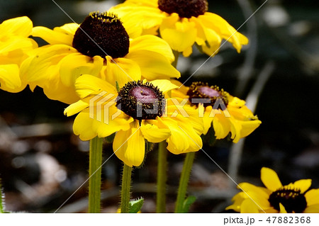 三鷹中原に咲く黄色いルドベキア 三鷹中原に咲く黄色いルドベキア 47882368