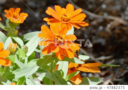 三鷹中原に咲くオレンジのヒャクニチソウ 47882373