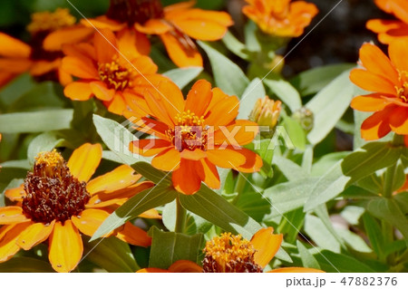 三鷹中原に咲くオレンジのヒャクニチソウ 47882376