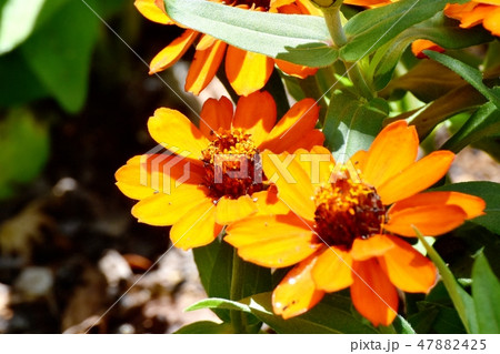 三鷹中原に咲くオレンジのヒャクニチソウ 47882425