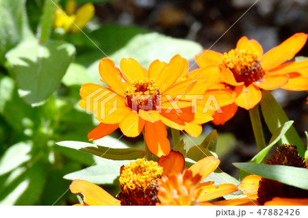 三鷹中原に咲くオレンジのヒャクニチソウ 三鷹中原に咲くオレンジのヒャクニチソウ 47882426