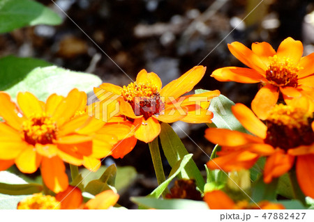 三鷹中原に咲くオレンジのヒャクニチソウ 47882427