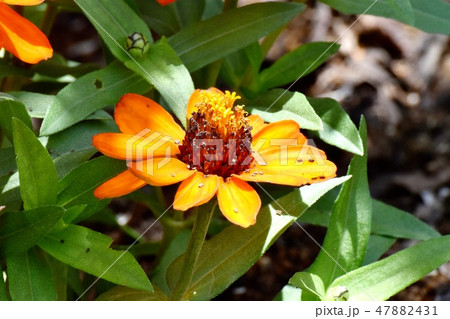 三鷹中原に咲くオレンジのヒャクニチソウ 47882431