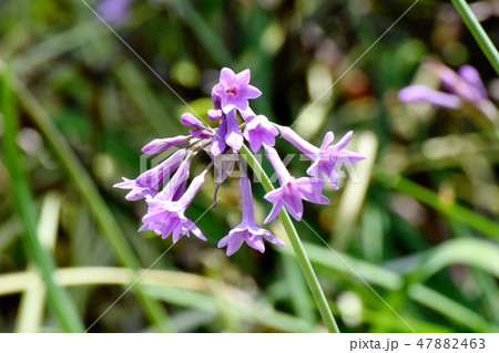 三鷹中原に咲く紫色のツルバキア 47882463