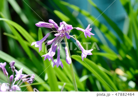 三鷹中原に咲く紫色のツルバキア 三鷹中原に咲く紫色のツルバキア 47882464