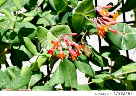 三鷹中原に咲くツキヌキニンドウ 47882467