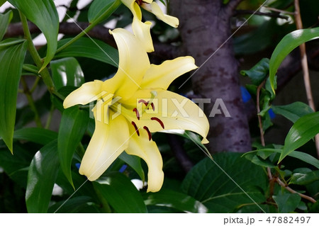 三鷹中原に咲く黄色いユリの花 三鷹中原に咲く黄色いユリの花 47882497