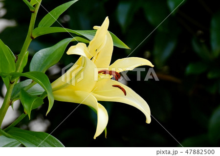 三鷹中原に咲く黄色いユリの花 47882500