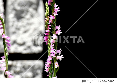 三鷹中原に咲くピンクのネジバナ 47882502