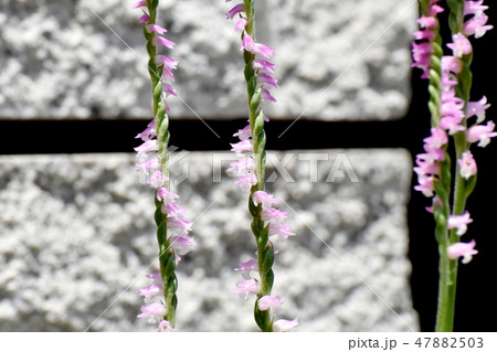 三鷹中原に咲くピンクのネジバナ 47882503