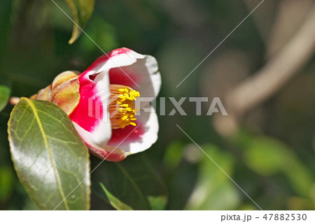 赤いツバキの花 赤いツバキの花 47882530