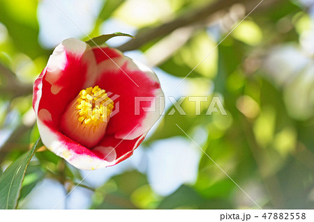 赤いツバキの花 47882558