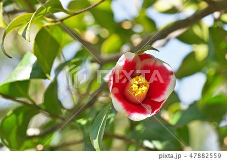 赤いツバキの花 47882559