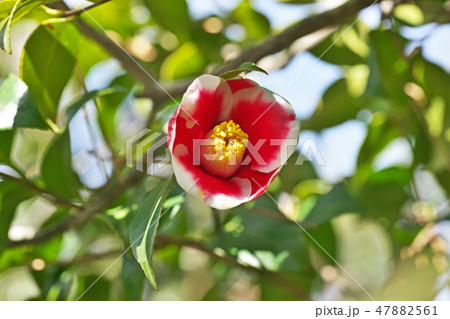 赤いツバキの花 47882561