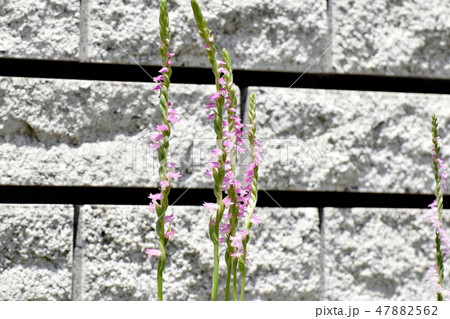 三鷹中原に咲くピンクのネジバナ 三鷹中原に咲くピンクのネジバナ 47882562