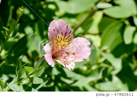 三鷹中原に咲くピンクのアルストロメリア 三鷹中原に咲くピンクのアルストロメリア 47882611