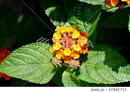 三鷹中原に咲くランタナ（シチヘンゲ） 47882752