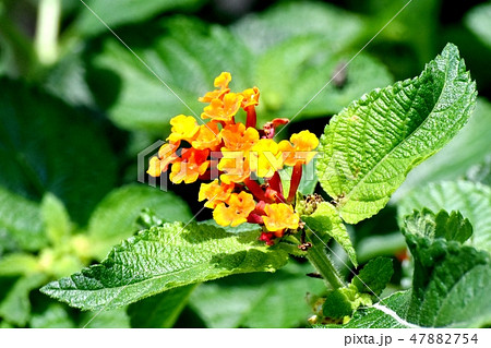 三鷹中原に咲くランタナ（シチヘンゲ） 47882754