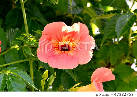 三鷹中原に咲くオレンジのノウゼンカズラの花 三鷹中原に咲くオレンジのノウゼンカズラの花 47882758