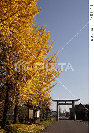 岡山県津山市にある作楽神社:イチョウの黄葉 岡山県津山市にある作楽神社:イチョウの黄葉 47883211