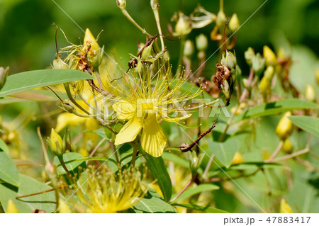 三鷹中原に咲く黄色いビヨウヤナギ 47883417