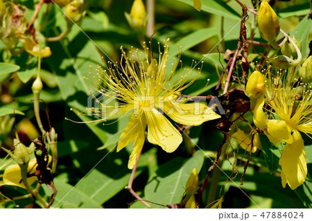 三鷹中原に咲く黄色いビヨウヤナギ 47884024