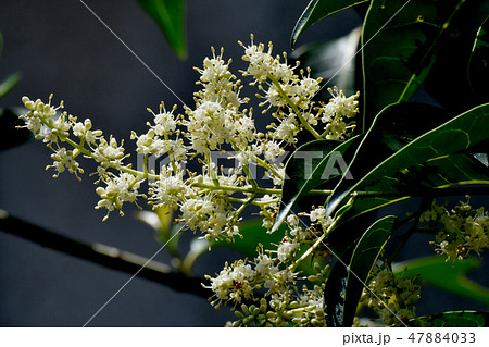 三鷹中原に咲く白いネズミモチの花 47884033