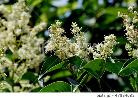 三鷹中原に咲く白いネズミモチの花 47884035