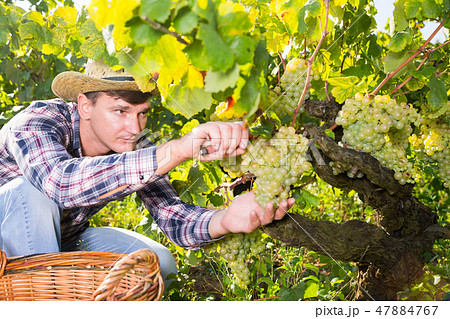 Male farmer harvesting white grapes 47884767