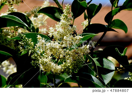 三鷹中原に咲く白いネズミモチの花 47884807