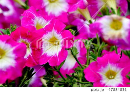 三鷹中原に咲くピンクと白複色のペチュニア 47884831