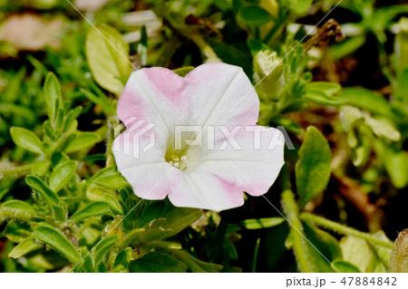 三鷹中原に咲くピンクと白複色のペチュニア 47884842
