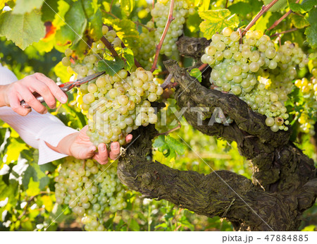 White grapes gathered by female hands White grapes gathered by female hands 47884885