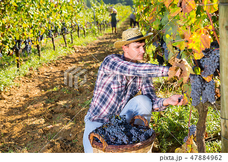 Farmer harvesting blue grapes Farmer harvesting blue grapes 47884962