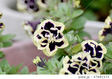 三鷹中原に咲く濃い紫の八重咲きペチュニア（花衣） 47885373