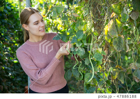 Female worker supervising growth of legume plants in greenhouse 47886188