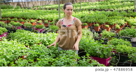 Woman checking mint in hothouse Woman checking mint in hothouse 47886958