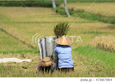 Winnowing Rice, Bali Winnowing Rice, Bali 47887964